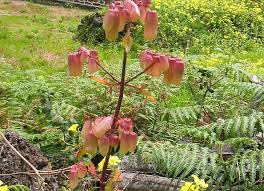 Image result for Kalanchoe pinnata
