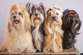 Havanese Wallpapers Jpg 2048 1365 Havanese Havanese Dogs Baby Dogs