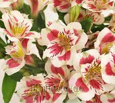 Wine And White Peruvian Lilies Fiftyflowers Com Peruvian Lilies Freesia Flowers Flowers