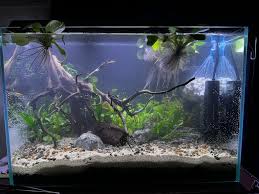 Image result for Rotala fontinalis