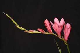 Image result for Tritonia moggii