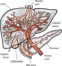 Metastatic neoplasms are typically associated with intestinal and pancreatic cancers, but also mammary carcinomas and even lung cancers. Disorders Of The Liver And Gallbladder In Dogs Dog Owners Veterinary Manual