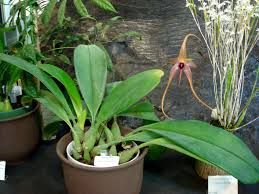 Image result for Bulbophyllum vulcanicum