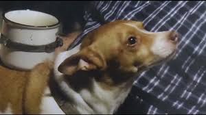 We did not find results for: Only On Abc7news Com San Francisco Man Says Dog Kicked By Safeway Security Guard Ran Away Then Hit And Killed By Car Abc7 San Francisco