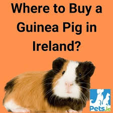 Jul 13, 2021 · pets, dogs, cats and exotic animals for sale. Where To Buy A Guinea Pig In Ireland Pets Ie