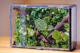 Pin By Steel Header On Terrariums Jewel Orchid Terrarium Orchids