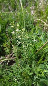 Image result for Thesium vahrmeijeri