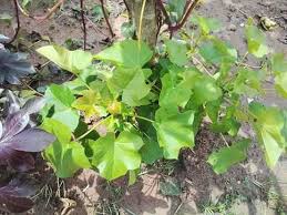 Image result for Oxygonum buchananii