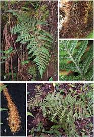 Image result for Ctenitis