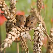 Delightful Cute Animals Animals Wild Animals Beautiful