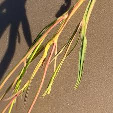 Image result for Senecio strictifolius