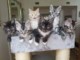 Ethical maine coon breeder only allow kittens for sale to go to new homes only after twelve weeks of age or older per cfa & tica request. Pride Of Texas Maine Coons Videos Facebook