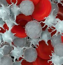 Image result for Platelet Dysfunction