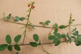 Image result for Indigofera trita