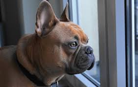 All successful styles of french bulldog training emphasize the bond between french bulldog and owner, and the basis of a successful training program is earning the french. Can French Bulldogs Be Left Alone Here S What Needs To Be Done Let S Get Pets