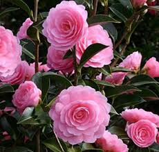 Buy Camellia Eg Waterhouse Online From Jacksons Nurseries Beautiful Flowers Pink Spring Flowers Pink Flowers