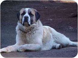 Several of you offered your help as well and i really appreciate that. St Bernard X Great Pyrenees Online