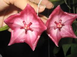 Not lower than 14°c (57°f) height: Hoya Macgillivrayi
