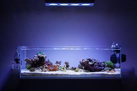 Dt S Ada 60f Shallow Reef Members Aquariums Reef Aquarium Aquascape Aquarium Reef Tank