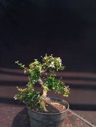 Image result for Malpighia coccigera