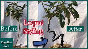 Best Technique Of Shaping Loquat Fruit Tree As Bunjin Style Bonsai Urdu Hindi Ep 29 Baghbani Youtube