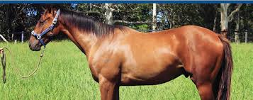 Correct spelling for thoroughbred is θˈʌɹəbɹˌɛd, θˈʌɹəbɹˌɛd, θ_ˈʌ_ɹ_ə_b_ɹ_ˌɛ_d Golden Gully Thoroughbreds Spelling And Long Term Thoroughbred Agistment