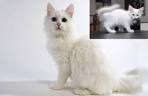 Turkish Angora Cat Breed - Facts and Personality Traits ...