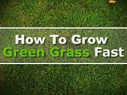 How To Grow Green Grass Fast Growing Grass Grow Grass Fast Grass