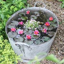 Pond in a pot uk. Create A Miniature Container Pond