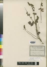 Image result for Rhynchosia elegans