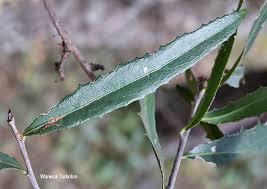 Image result for Elaeodendron transvaalense