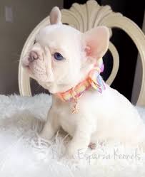 Get advice from breed experts and make a safe choice. Platinum Female Akc Registered Frenchie French Bulldog Puppies Bulldog Puppies Cute Dogs And Puppies