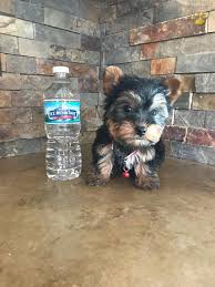 Please feel free to contact us with any questions. Teacup Calvin Male Yorkshire Terrier Puppy For Sale In Delaware Oh Happy Valentines Day Happyvalentinesday2016i