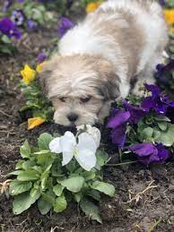Check spelling or type a new query. Tony S Happy Puppies 110 Photos 36 Reviews Pet Breeders 44 W 295 Us 20 Hampshire Il Phone Number