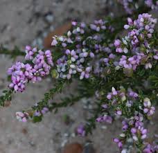 Image result for Muraltia