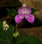 Image result for Disperis johnstonii