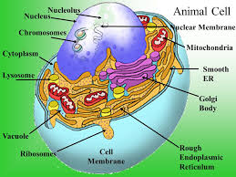 How to use cell in a sentence. Plant And Animal Cells Ppt Download