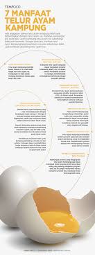 Check spelling or type a new query. 7 Manfaat Telur Ayam Kampung Grafis Tempo Co