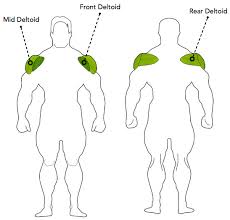 The shoulder muscles produce the characteristic shape of the shoulder and can be classified into two groups: Overhead Press Exercise Guide Traineatgain Com