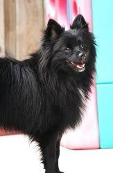 Pomeranian Black American Eskimo Dog Adopt Bogey On Petfinder American Eskimo Dog Mix American Eskimo Dog Dog Adoption