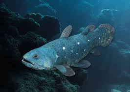 Image result for Coelachyrum