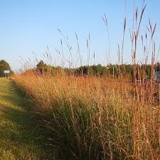 Image result for Andropogon lima