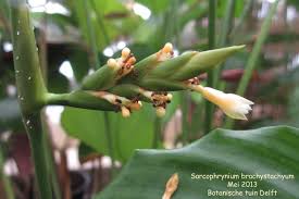 Image result for Sarcophrynium brachystachyum