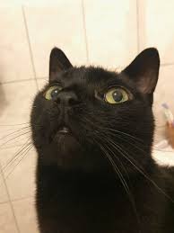 The average height for a cat is about 23 to 25cm (9 to 10 inches) in height. Bombay Cat Wikipedia