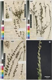 Image result for Tinnea rhodesiana