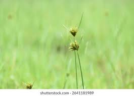 Image result for Pycreus polystachyos