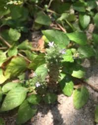 Image result for Nelsonia