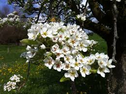Available in single or multistemmed forms, apple serviceberry develops an irregularly rounded to oval shape and grows 15 to 25 feet tall with a slightly lesser width. A Taste Of Spring Time Blooming Flowers And Trees Mcu On Eclipse