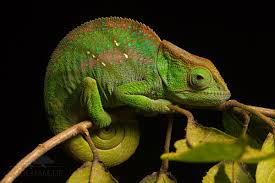 Image result for Chamaeangis