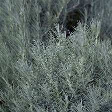 Image result for Helichrysum silvaticum